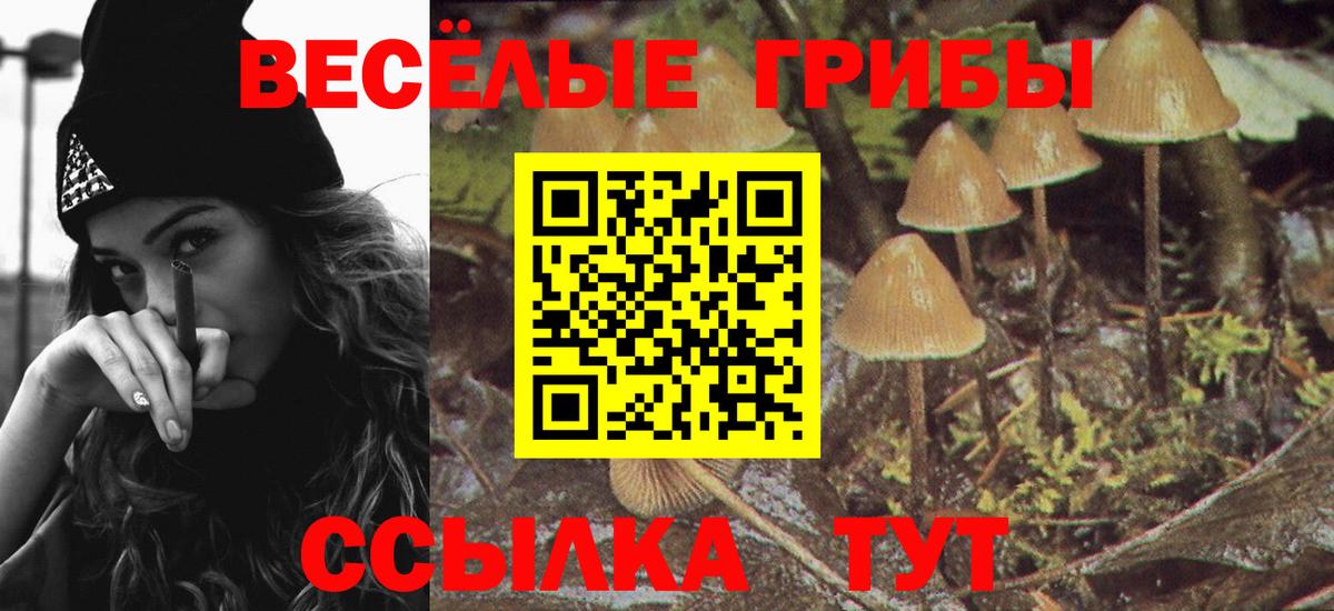 Донской  Псилоцибиновые грибы Psilocybine cubensis  Вход с VPN 